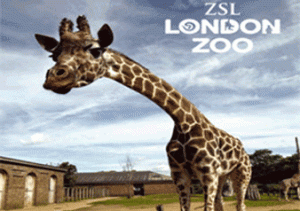 zoo_giraffe